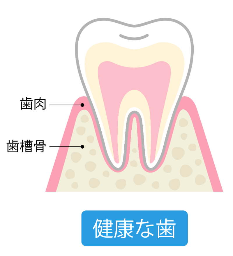 健康な歯